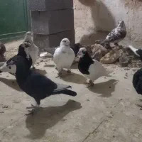 کبوترپرشی|پرنده|اسفراین, |دیوار