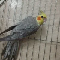 عروس هلندی|پرنده|تاکستان, |دیوار