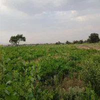 باغ انگور