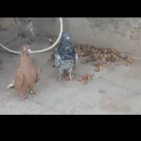 یک جفت کفتر|پرنده|بردسکن, |دیوار