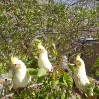 سرگرمی وفراقت