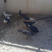 کفتر کبوتر|پرنده|شیراز, ویلاشهر|دیوار