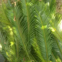 برگ سیکاس