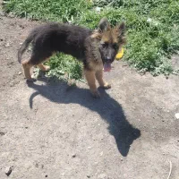 توله ژرمن شپرد شولاین .صورت مشکیه نره