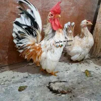 جوجه و تخم نطفه دار جاپنیز