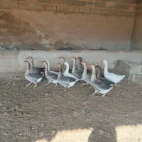 غاز نر و ماده
