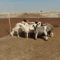 بره ماده|حیوانات مزرعه|مرودشت, مجد آباد|دیوار