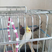 عروس هلندی جفت|پرنده|شادگان, |دیوار