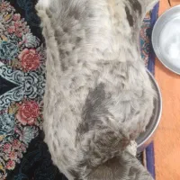 هیزه|صنایع دستی و سایر لوازم تزئینی|بروجرد, |دیوار