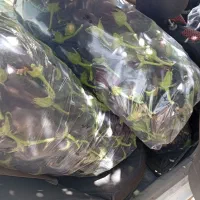 بادمجون شیرین شکری