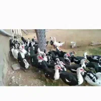خریدوفروش غاز اردک خروس تعداد بالا|حیوانات مزرعه|گنبد کاووس, |دیوار