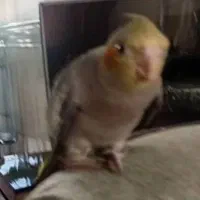 گمشده|حیوانات|شیراز, دارالرحمه|دیوار