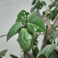 وسائل تزئینی