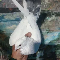 کبوتر|پرنده|ورامین, خیر آباد|دیوار