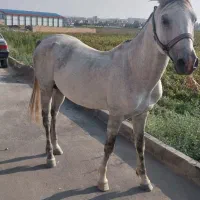 باسلام اسب نریان سواری عالی