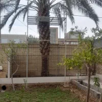 ساخت داربست برای درخت خرما