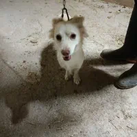 معاوضه بامرغ یاعروس هلندی یاکوتوله|سگ|تفت, |دیوار