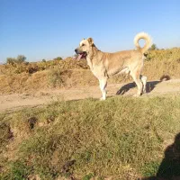 فروش سگ عراقی