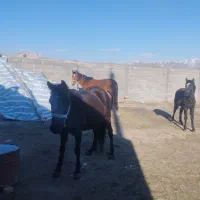 نژاد کرد