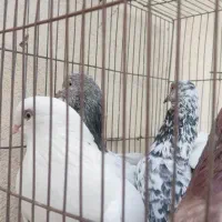 سلام کسی کفترفروشی خواست من دارم جفت ۶۰۰تومان