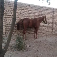 اسب|اسب و تجهیزات اسبسواری|کوهدشت, |دیوار