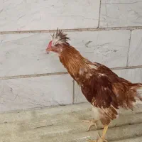 خروس رسمی چهل تاج
