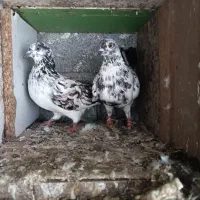 یک جفت کفتر سوسکی