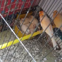 قناری جفت نر ماده اماده|پرنده|سیرجان, |دیوار