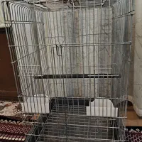 طوطی قفس عروس