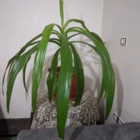 گل طبیعی اشک مریم