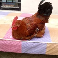 مرغ و خروس خانه گی|حیوانات مزرعه|مشهد, انصار|دیوار