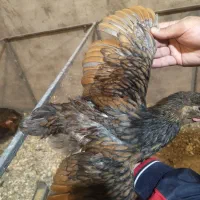 جوجه ، مرغ ، خروس ویاندوت|حیوانات مزرعه|اصفهان, نقش جهان|دیوار