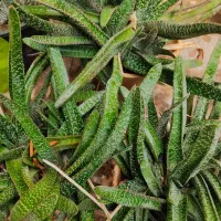 ساکولنت گاستریا زبان گاوی خالدار پر بچه گل و گیاه|گل و گیاه طبیعی|اصفهان, باغ فردوس|دیوار