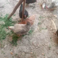 مرغ محلی تخمگذار. و تیش و خروس