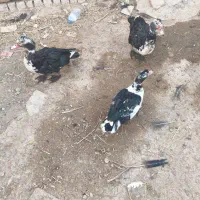 اردک|حیوانات مزرعه|قم, بنیاد|دیوار