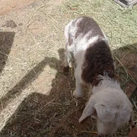 بره شیری نر