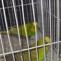 مرغ عشق و کوتوله|پرنده|سراوان, |دیوار