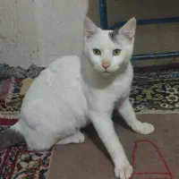 واگذاری رایگان گربه