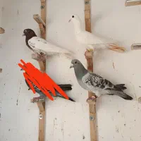 کبوتر شامی پولکی و رسمی آلمانی جوجه صید بومب بلند