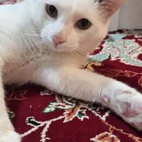 گربه dshعقیم شده نر .واگذاری