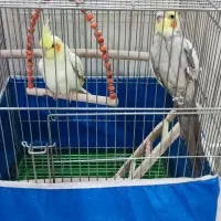 عروس هلندی مولد