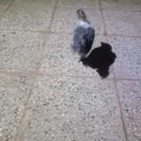 جوجه