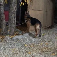 توله ژرمن|سگ|فشم, |دیوار