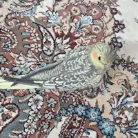 یک عدد عروس هلندی گم شده