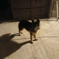 سرپرستی سگ.