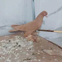 کبوتر ساری پار پاری مایا یاب زور دی با