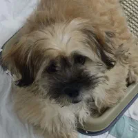 سگ شیتزو تریر