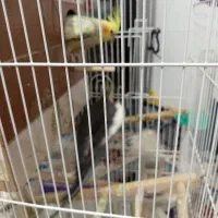 یک جفت عروس هلندی باقفس وکلبه به فروش می‌رسد|پرنده|پردیس, سیاه سنگ|دیوار