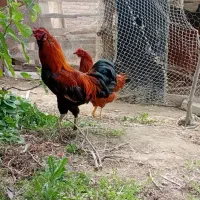 یک جفت مرغ و خروس