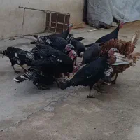 بوقلمون ماده